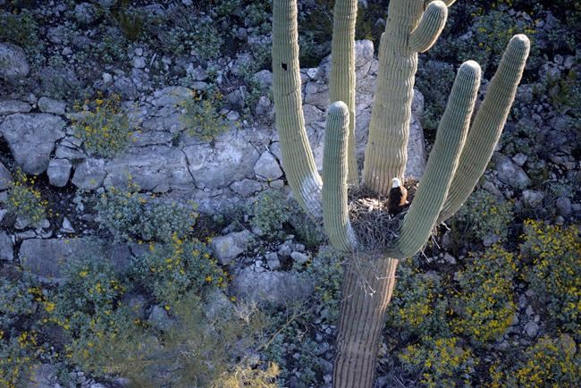 Bald eagles, eaglets found nesting in arms of Arizona cactus | iNFOnews.ca Bald eagles, eaglets found nesting in arms of Arizona cactus | iNFOnews.ca