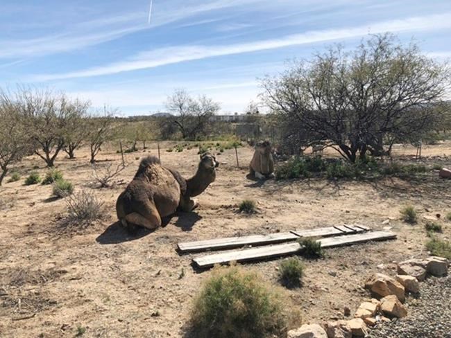 Camels found wandering in Arizona yard are back home | iNFOnews.ca