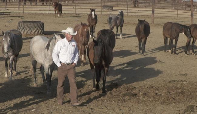 Arizona prison horse program helps inmates get on track | iNFOnews.ca