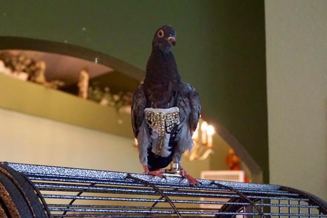 Bedazzled pigeon found in Peoria reunited with owners | iNFOnews.ca Bedazzled pigeon found in Peoria reunited with owners | iNFOnews.ca