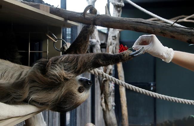 Zoos turn to social media to delight, raise money amid virus | iNFOnews.ca Zoos turn to social media to delight, raise money amid virus | iNFOnews.ca