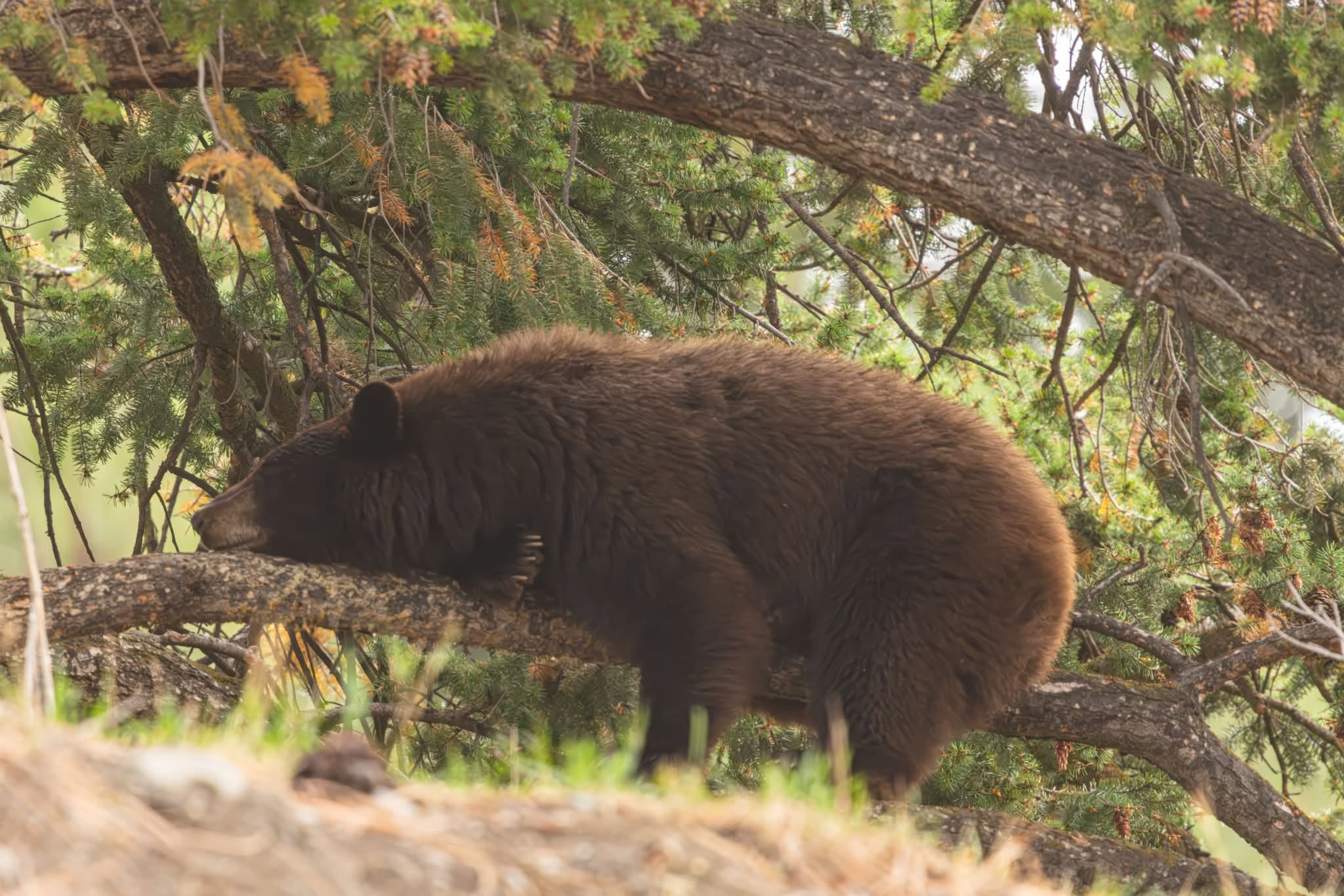 A bear is sound asleep on a tree branch.