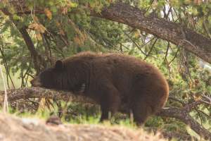 A bear is sound asleep on a tree branch.