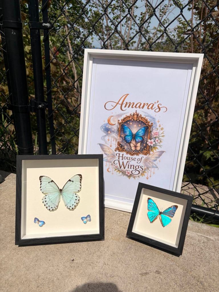 Vernon artist makes fairytale art with butterfly wings from around the world | iNFOnews.ca Vernon artist makes fairytale art with butterfly wings from around the world | iNFOnews.ca