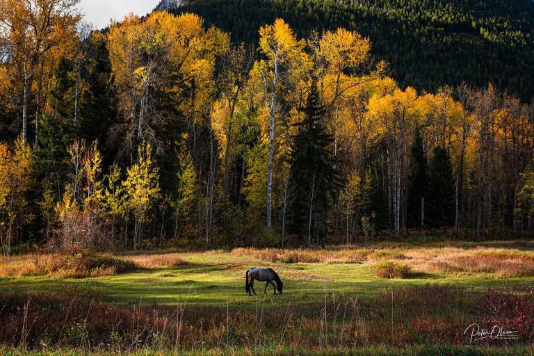 A horse is seen far away with golden coloured trees behind it.