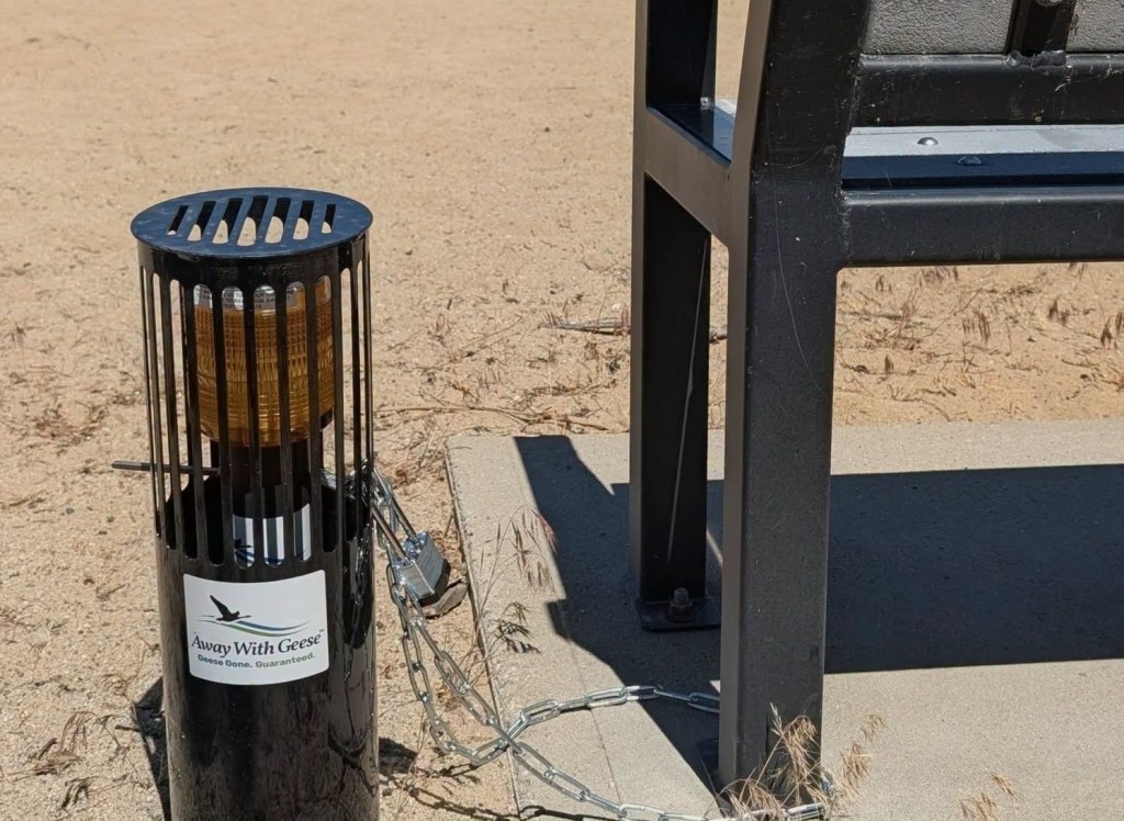 Summerland tries new tactic to rid geese from beaches without culling | iNFOnews.ca Summerland tries new tactic to rid geese from beaches without culling | iNFOnews.ca