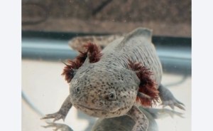An axolotl is viewed from the front.