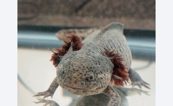 An axolotl is viewed from the front.