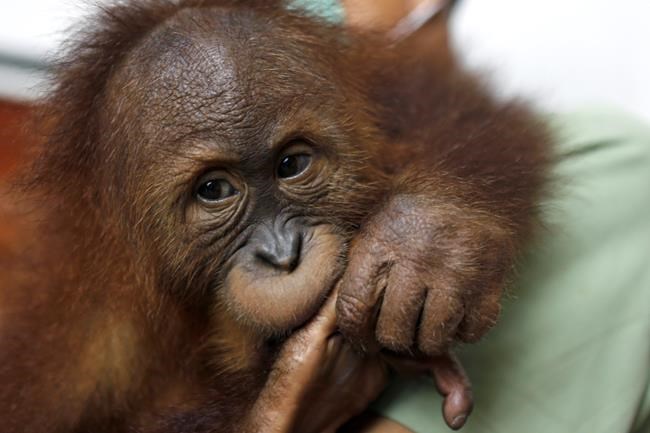 Thailand returns orangutans to their Indonesian homeland | iNFOnews.ca