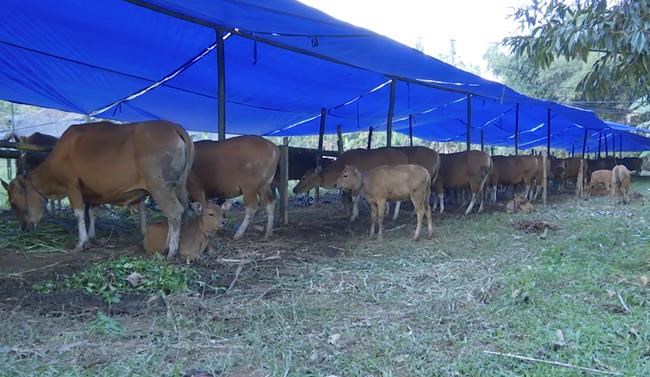 Villagers race to save Bali cows from volcanic oblivion | iNFOnews.ca Villagers race to save Bali cows from volcanic oblivion | iNFOnews.ca
