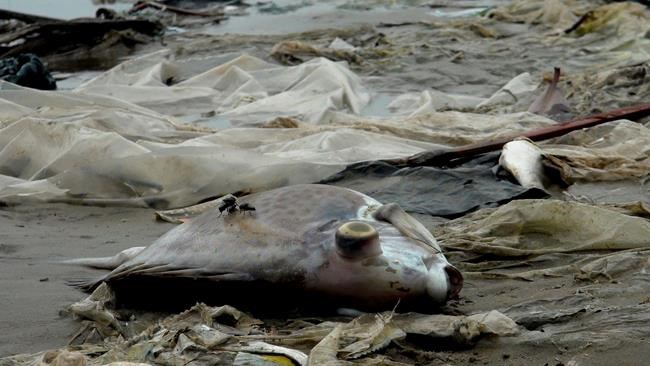Vietnam finds Taiwanese company responsible for fish deaths | iNFOnews.ca