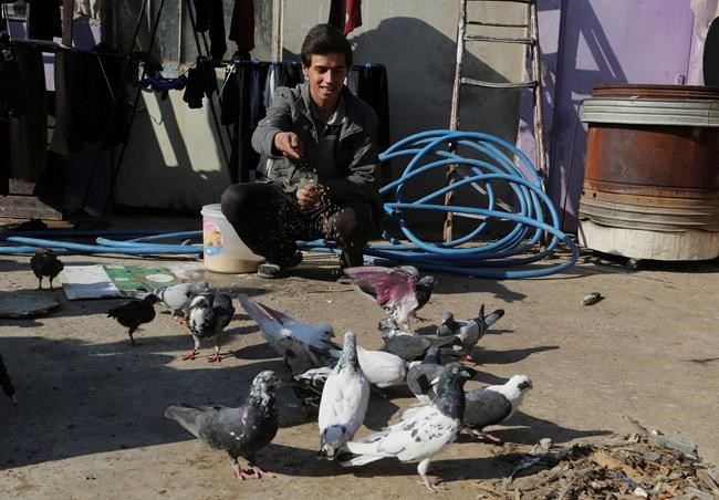 Pet pigeons take flight in Iraq's Mosul as militants retreat | iNFOnews.ca
