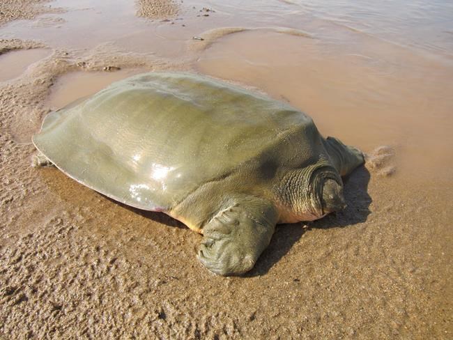 Nest of endangered giant softshell turtle found in Cambodia | iNFOnews.ca Nest of endangered giant softshell turtle found in Cambodia | iNFOnews.ca
