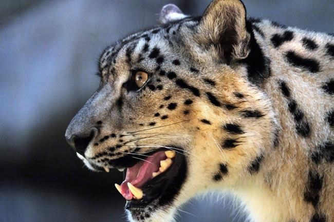 Long-endangered snow leopard upgraded to 'vulnerable' status | iNFOnews.ca Long-endangered snow leopard upgraded to 'vulnerable' status | iNFOnews.ca