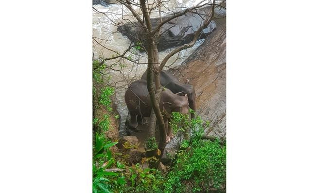 More dead wild elephants found at Thai waterfall; toll at 11 | iNFOnews.ca More dead wild elephants found at Thai waterfall; toll at 11 | iNFOnews.ca
