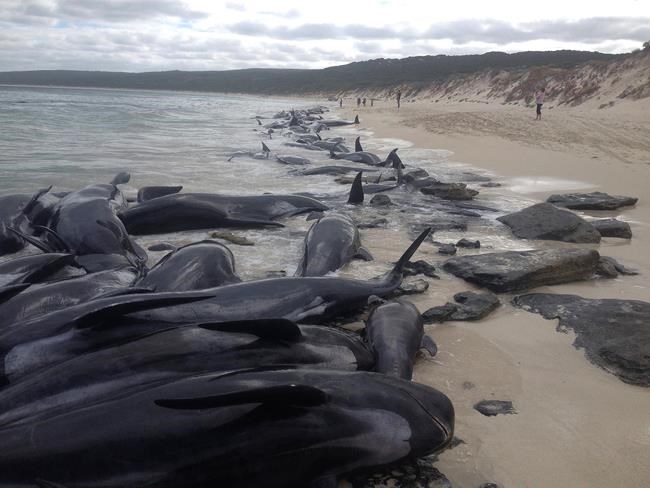 Australian volunteers save 5 of over 150 stranded whales | iNFOnews.ca