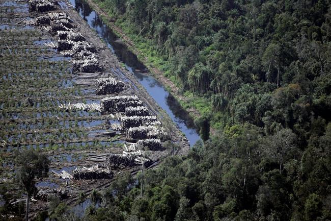 Report says Indonesia 'land swap' plan puts forests at risk | iNFOnews.ca CP356185032