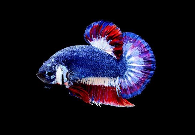 Thailand to honour beautiful, violent Siamese fighting fish | iNFOnews.ca