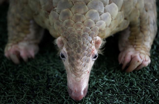 Busts in Asia reveal scales from 38,000 endangered pangolins | iNFOnews.ca Busts in Asia reveal scales from 38,000 endangered pangolins | iNFOnews.ca