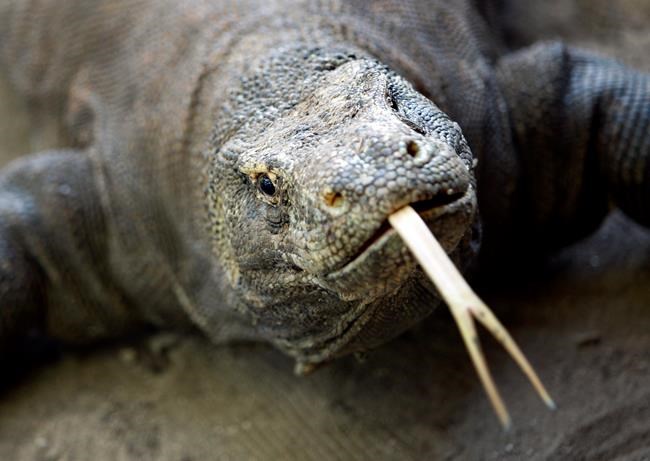 Komodo dragon bites Singaporean tourist in Indonesia | iNFOnews.ca Komodo dragon bites Singaporean tourist in Indonesia | iNFOnews.ca