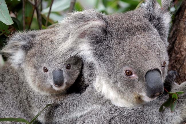 Hundreds of koalas feared dead in Australian wildfires | iNFOnews.ca Hundreds of koalas feared dead in Australian wildfires | iNFOnews.ca