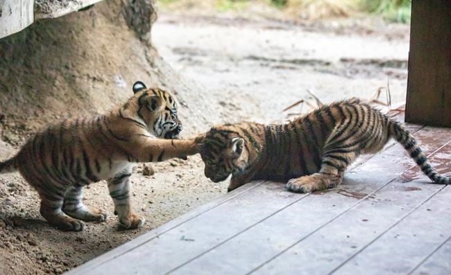 3 Sumatran tiger cubs explore jungle habitat in Sydney zoo | iNFOnews.ca