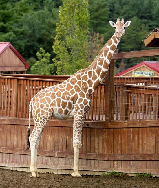 April, the giraffe that became an online star, dies | iNFOnews.ca April, the giraffe that became an online star, dies | iNFOnews.ca