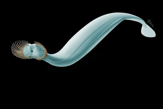 Scientists ID tiny prehistoric sea worm with 50 head spines | iNFOnews.ca Scientists ID tiny prehistoric sea worm with 50 head spines | iNFOnews.ca