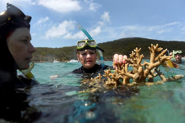 Great Barrier Reef sees record coral deaths this year | iNFOnews.ca