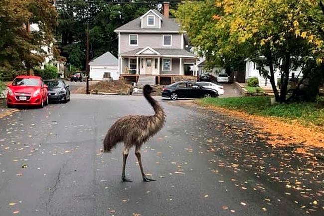 Authorities use pear to entice, capture escaped emu | iNFOnews.ca