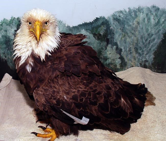 The wisest old owl has nothing on this senior citizen eagle | iNFOnews.ca The wisest old owl has nothing on this senior citizen eagle | iNFOnews.ca