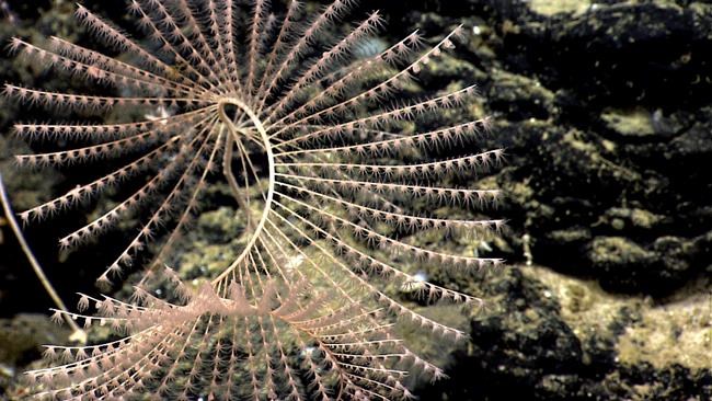 The Latest: Group votes to protect corals in Gulf of Maine | iNFOnews.ca