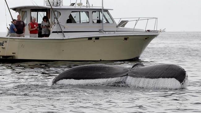 Feds take most humpback whales off endangered species list | iNFOnews.ca