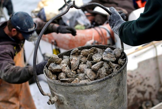 Study finds new bacterial strain can contaminate shellfish | iNFOnews.ca Study finds new bacterial strain can contaminate shellfish | iNFOnews.ca