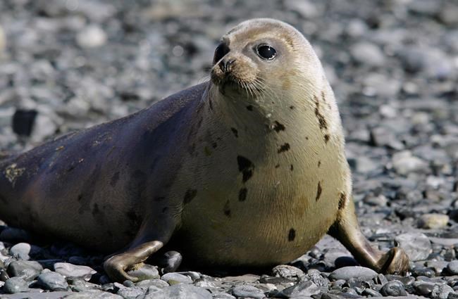 Experts report spike in harp seal strandings on East Coast | iNFOnews.ca Experts report spike in harp seal strandings on East Coast | iNFOnews.ca