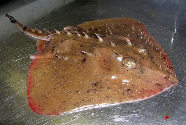 Thorny skate will not be added to endangered species list | iNFOnews.ca