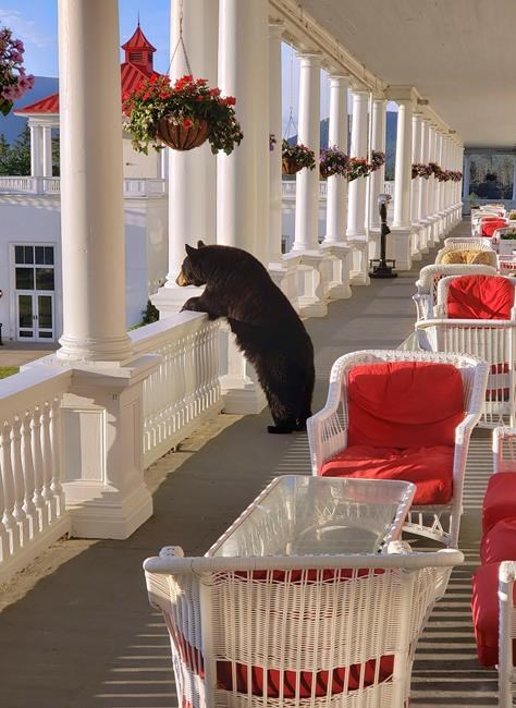 Photo shows black bear relaxing at New Hampshire hotel | iNFOnews.ca Photo shows black bear relaxing at New Hampshire hotel | iNFOnews.ca