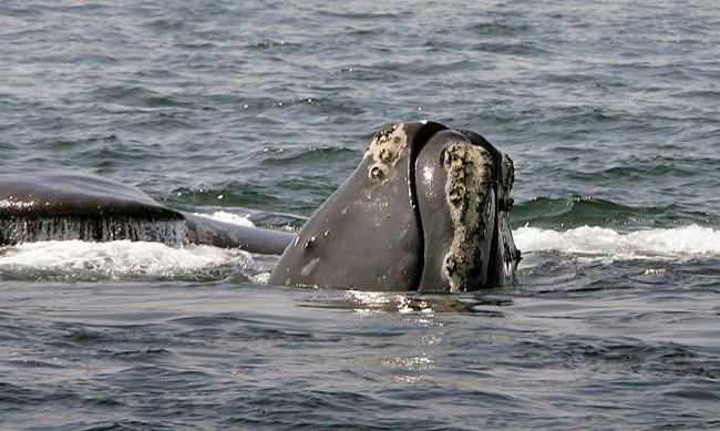 Feds: Right whales should remain on endangered list | iNFOnews.ca