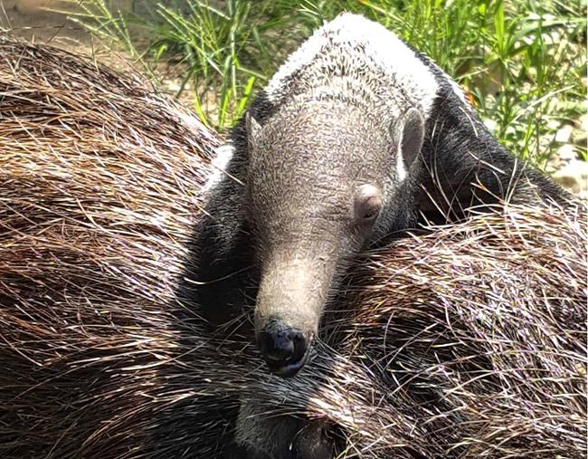 Photos: Connecticut zoo welcomes a baby giant anteater | iNFOnews.ca CP1542530918