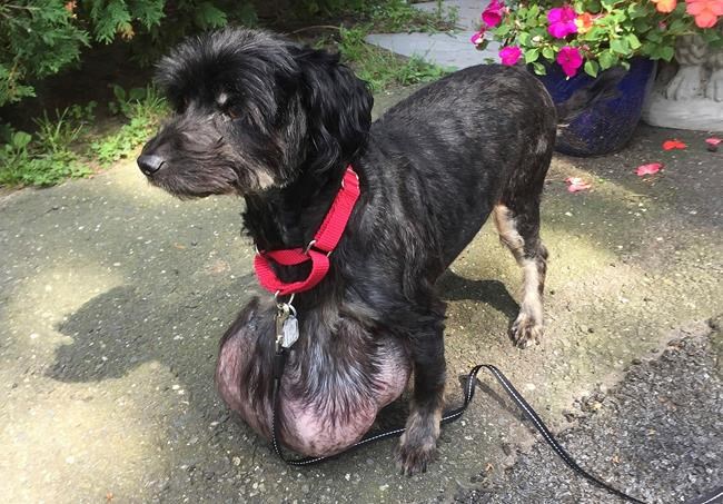 Poodle gets tumour that's a third of its body weight removed | iNFOnews.ca Poodle gets tumour that's a third of its body weight removed | iNFOnews.ca