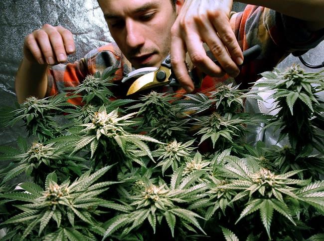 New Hampshire marijuana bill gets public hearing | iNFOnews.ca