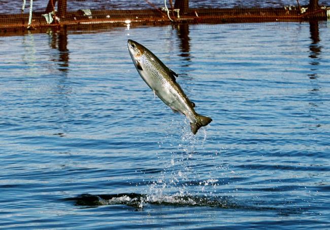 Aquaculture project could lift status of US salmon farming | iNFOnews.ca Aquaculture project could lift status of US salmon farming | iNFOnews.ca