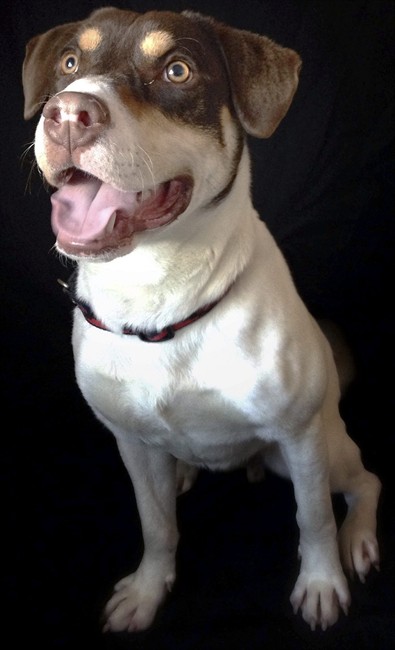 After New Hampshire dog's death, long odds confront effort to ban use of guns to put pets down | iNFOnews.ca