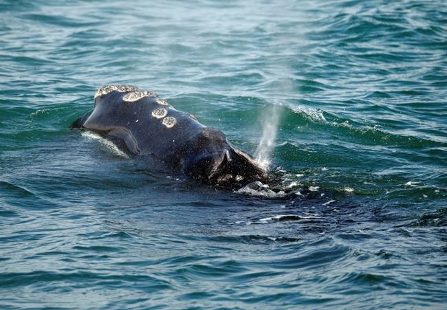 US wants proof Canada saves whales, but some scientists balk | iNFOnews.ca US wants proof Canada saves whales, but some scientists balk | iNFOnews.ca