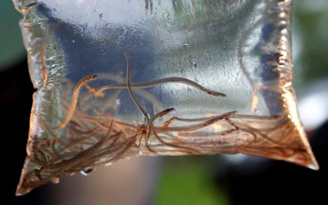 Fishermen of baby eels expect high price as stocks dry up | iNFOnews.ca Fishermen of baby eels expect high price as stocks dry up | iNFOnews.ca
