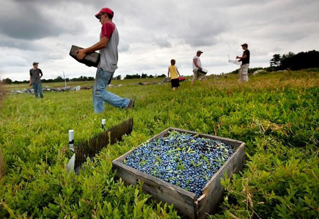 Maine blueberry harvest down as industry looks for buyers | iNFOnews.ca