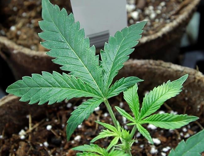 New rulings on medical marijuana use go against employers | iNFOnews.ca