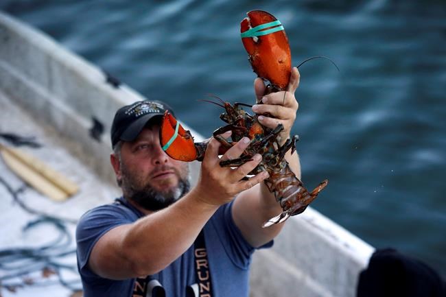 US lobster industry hopes new deal renews trade with China | iNFOnews.ca