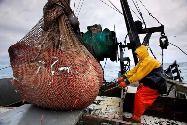 Regulators close Maine's shrimp fishery for next 3 years | iNFOnews.ca Regulators close Maine's shrimp fishery for next 3 years | iNFOnews.ca
