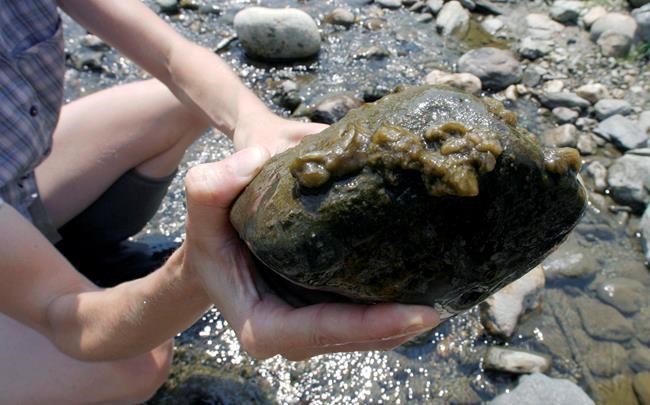 Once labeled invasive, 'rock snot' algae now deemed native | iNFOnews.ca